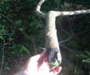 Laser clearing of tree obstacles